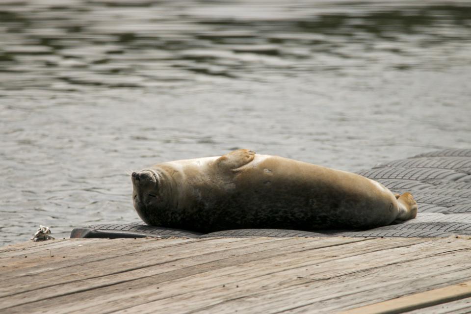 A harbor seal takes up residence in Great Bay and its tributary rivers.