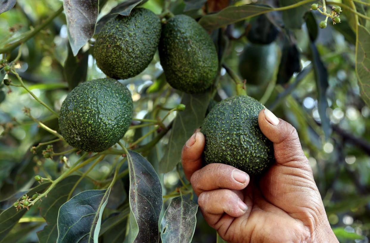 Thanks to the high prices they command, avocados are sometimes referred to as 'green gold.' <a href="https://www.gettyimages.com/detail/news-photo/farmer-works-at-an-avocado-plantation-in-el-carmen-ranch-in-news-photo/1135033707?adppopup=true" rel="nofollow noopener" target="_blank" data-ylk="slk:Jose Castanares/AFP via Getty Images;elm:context_link;itc:0;sec:content-canvas" class="link ">Jose Castanares/AFP via Getty Images</a>