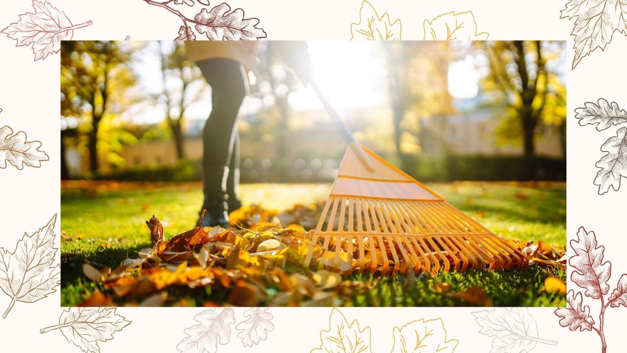  Person collecting autumn leaves with a rake  as an essential winter lawn care job. 