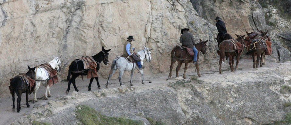 File-This Monday Oct. 22, 2012, file photo shows a mule team walking along the Bright Angel Trail on the South Rim of the Grand Canyon National Park in Arizona. The start of one of the Grand Canyon's most iconic and popular trails has been redesigned and now includes an etched rock sign marking the Bright Angel trailhead. (AP Photo/Rick Bowmer,File)