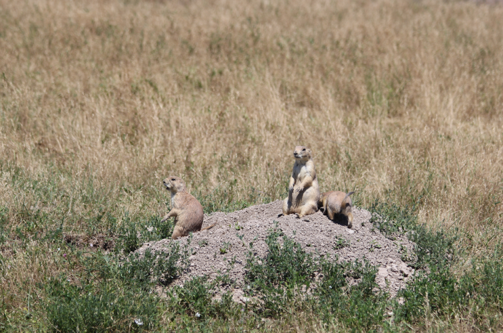 Prairie dogs in Badlands National Park. (National Park Service/Ed Welsh)