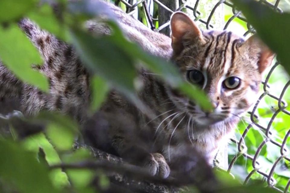 <p>小石虎將在臺北市立動物園亮相，邀請網友們一起為牠選名子！（圖／臺北市立動物園授權提供）</p>
