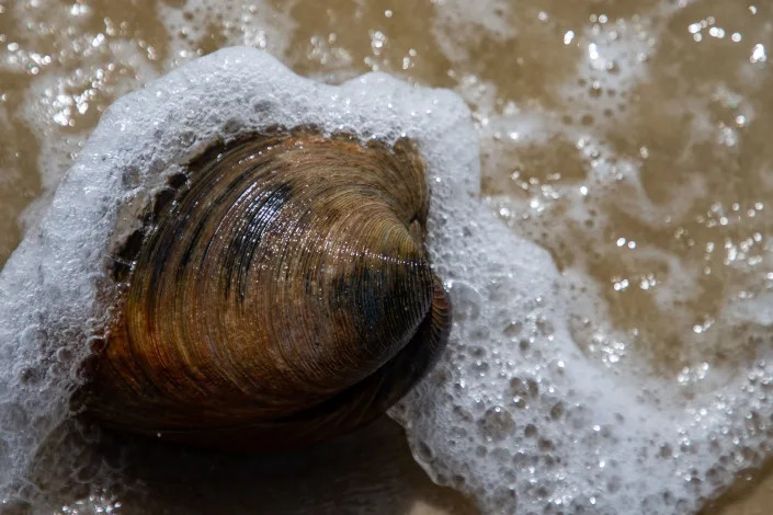 The quahog clam, which was nicknamed “Aber-clam Lincoln,” is believed to be 214 years old. The clam was found at Alligator Point by Blaine Parker during President’s Day weekend. 