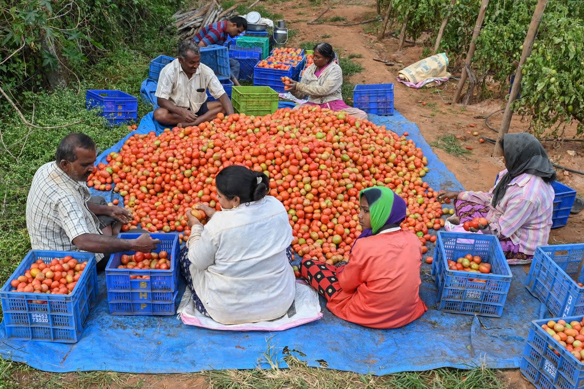 Farmers and farm labourers sort a harvest of tomatoes before loading them in crates, on the outskirts of Bengaluru on 8 December 2022 (AFP via Getty Images)