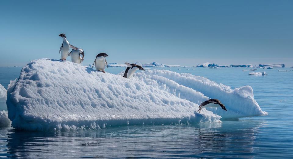 discover antarctica on country living's exclusive holiday in 2022