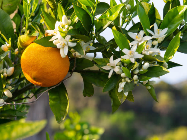 Orange blossom, the Florida state flower<p>iStock</p>