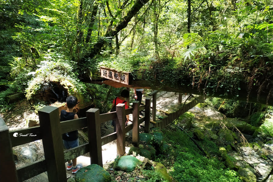 拉拉山巨木群步道