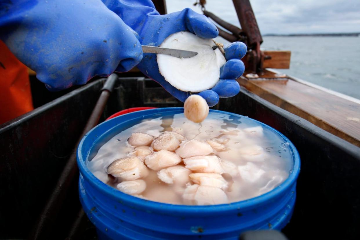 Scallop meat is shucked at sea in this 2011 file photo from Maine. (Robert F. Bukaty/The Associated Press - image credit)