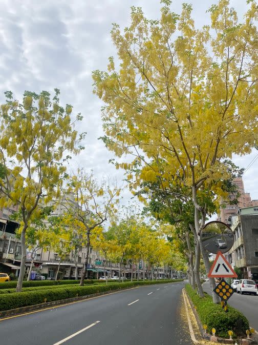 每年春末夏初，花語為金色之戀的阿勃勒花朵陸續於港都街頭開花綻放，樹上垂吊起一串一串金黃綻放的花朵，在藍天輝映下搖曳生姿，值得民眾駐足賞花。（記者呂佩琍攝）