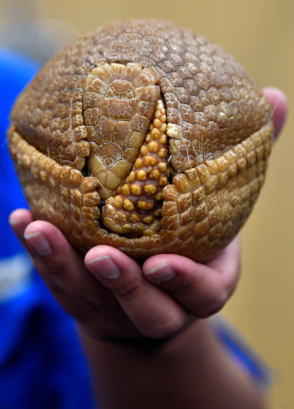 Clay Carabajal hold a three-banded armadillo named Emmy from the Abilene Zoo booth during Wednesday's Business Expo The zoo brought a selection of animals to the event, including a snake and baby owl. Native to Brazil, the top of Emmy's head can be seen nestled next to her tail. Hers is the only armadillo species that can roll into a complete ball.