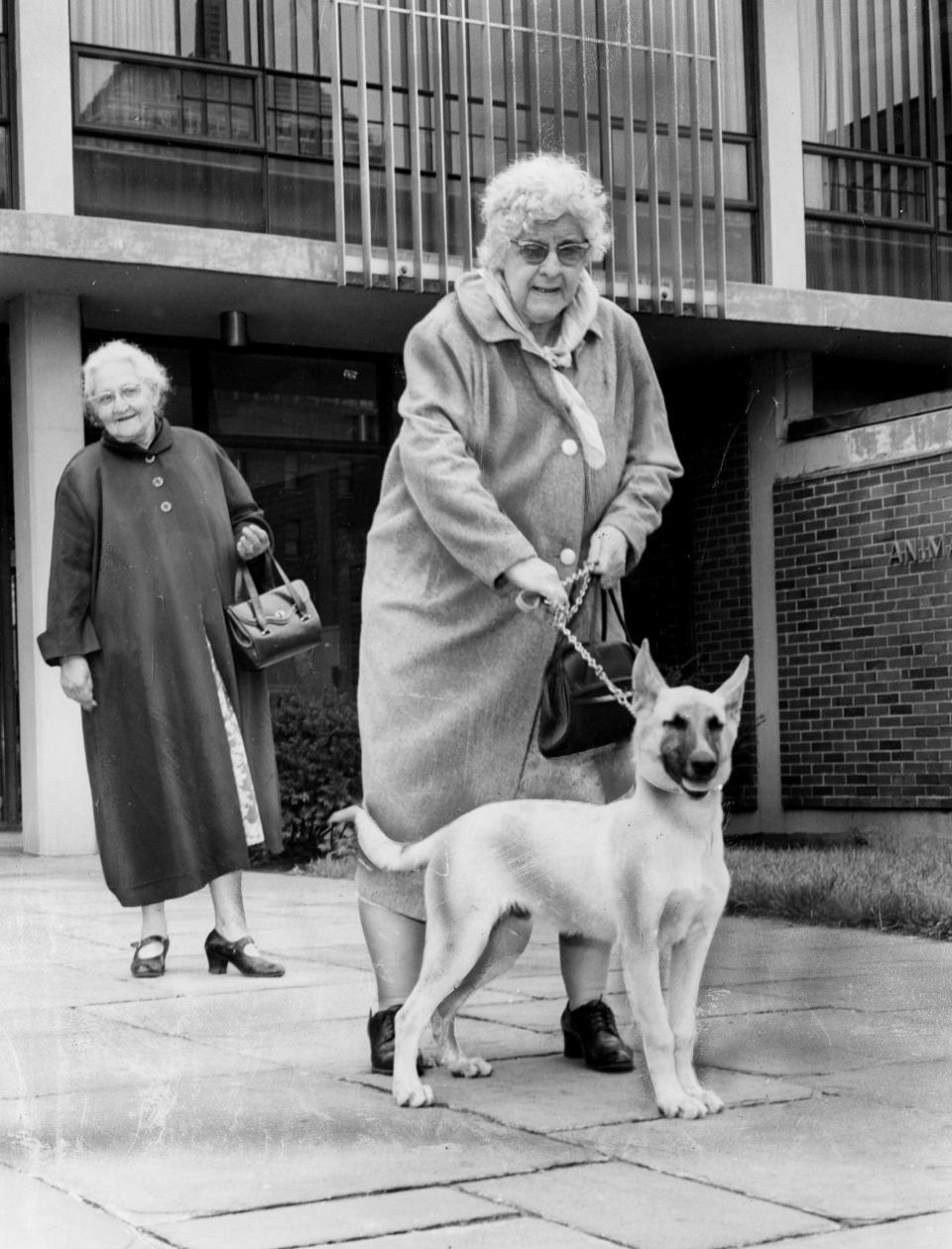 A Boston resident with her newly purchased Shepherd Duke to serve as a watchdog, circa the 1960s.