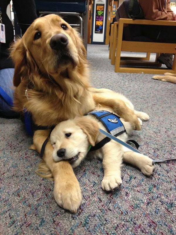 Puppies on their first day of work