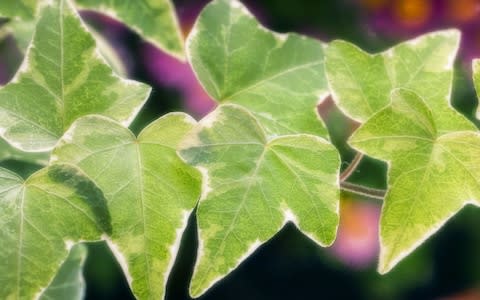 Ivy also does little to clean the air  - Credit: age fotostock / Alamy Stock Photo&nbsp;