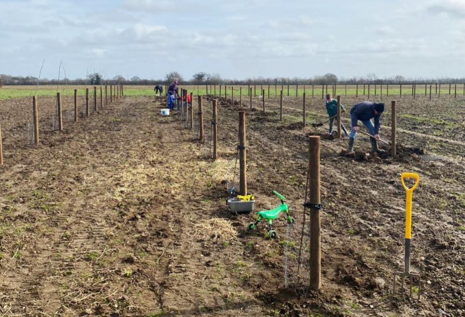 Eastern Daily Press: Fruit trees being planted at Eves Hill Farm near Reepham - Picture: Jeremy Buxton