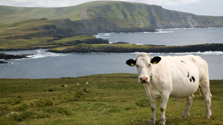 cow in Ireland