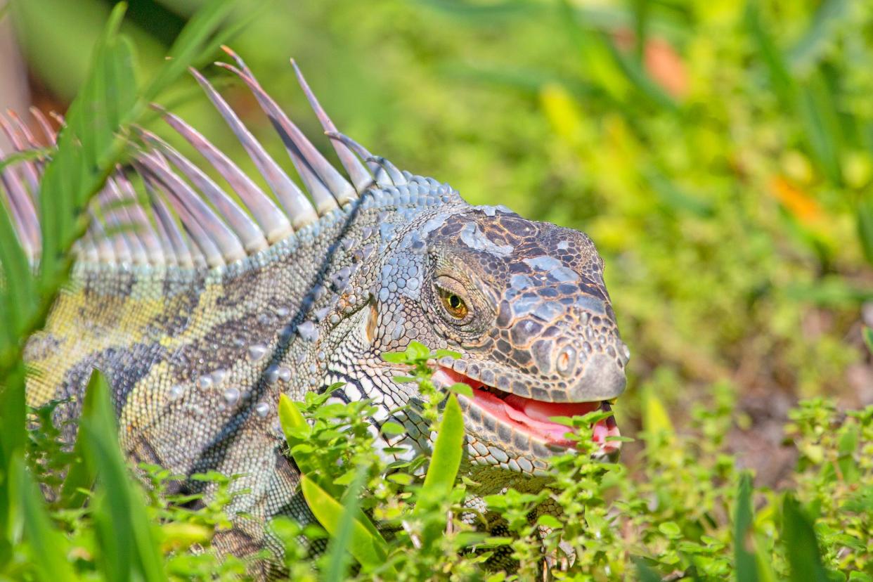 A green iguana found in Florida