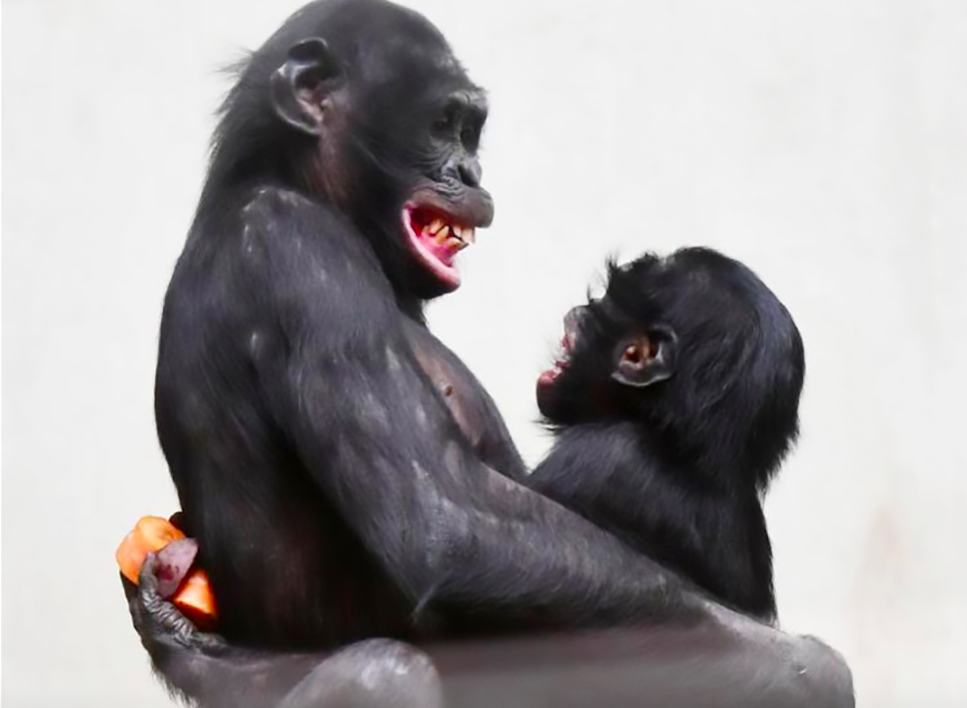 <em>Bili the Bonobo has found himself a cougar girlfriend (CEN)</em>