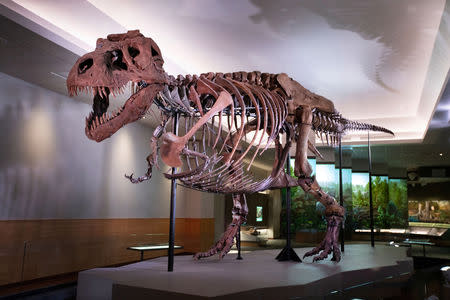 The Tyrannosaurus rex named Sue is shown on display at the Field Museum in Chicago, Illinois, U.S., in this undated photo provided January 19, 2019. Martin Baumgaertner/Field Museum/Handout via REUTERS