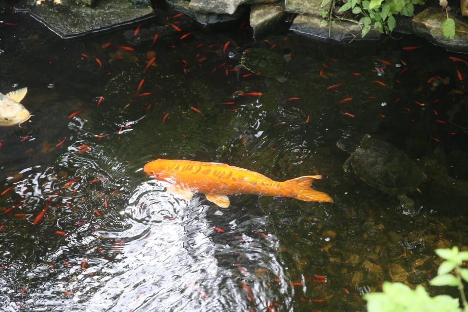 The Butterfly Estates' koi have been moved to Shell Factory Nature Park. The downtown Fort Myers tourist attraction closed its doors July 28.