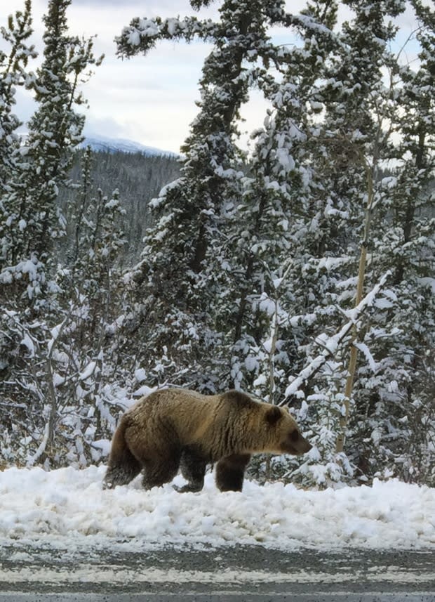 Yukon Conservation Officer Services