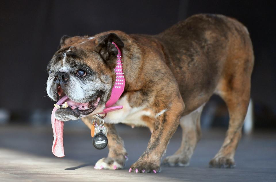 Zsa Zsa was crowned World's Ugliest Dog last month in a competition meant to raise awareness about rescue pets. (Photo: JOSH EDELSON via Getty Images)