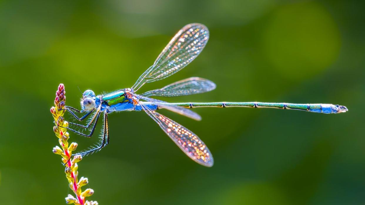 side view of iridescent blue dragonfly on a yellow and pink flower stalk in close up