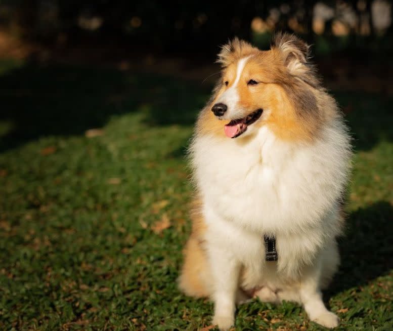 Undated photo of Prince, the Shetland sheepdog that died during its stay at Platinium and was cremated. (PHOTO: Elaine Mao/Facebook)