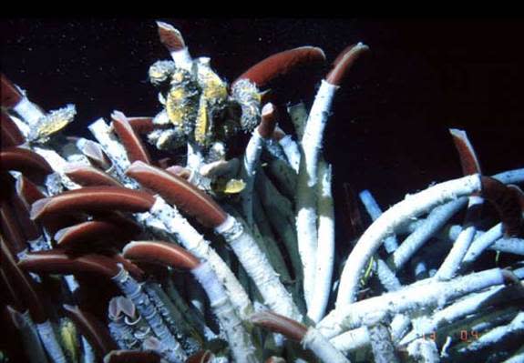 Deep-sea tubeworms from the hydrothermal vents at the East Pacific Rise.