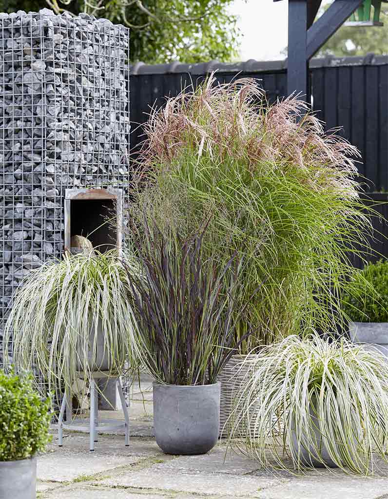 Panicum et carex pour terrasse de potées toujours belles