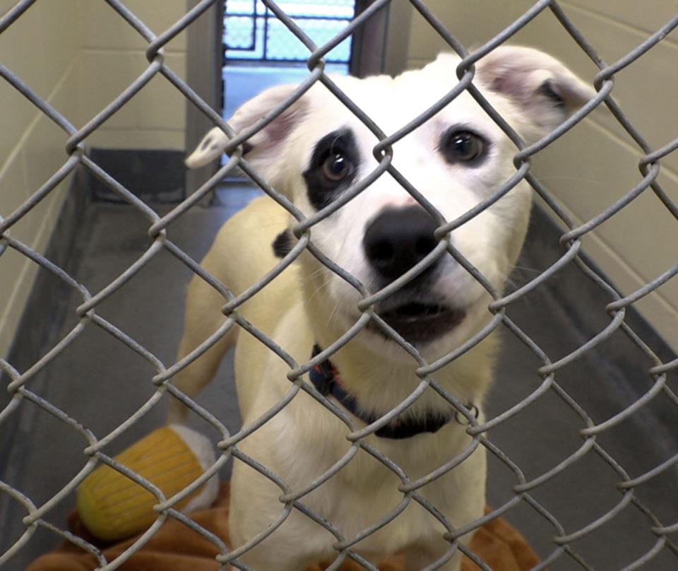 Spot, a one year old spaniel lab mix, waits for adoption at the Northern Ocean County Animal Facility in Jackson Township Thursday, January 5, 2023.  The dog was rescued from the Brick hoarding home. 