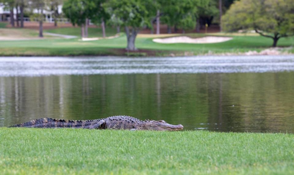 An alligator basks in the sun beside the lake of the 13th hole at The Dunes Golf and Beach Club. April 9, 2024.