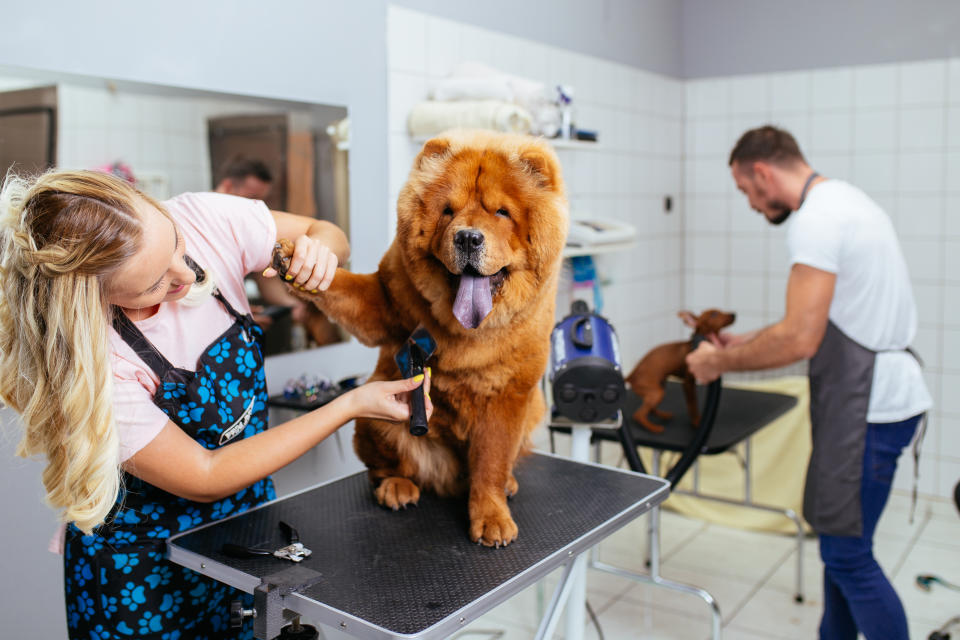 A dog being groomed professionally