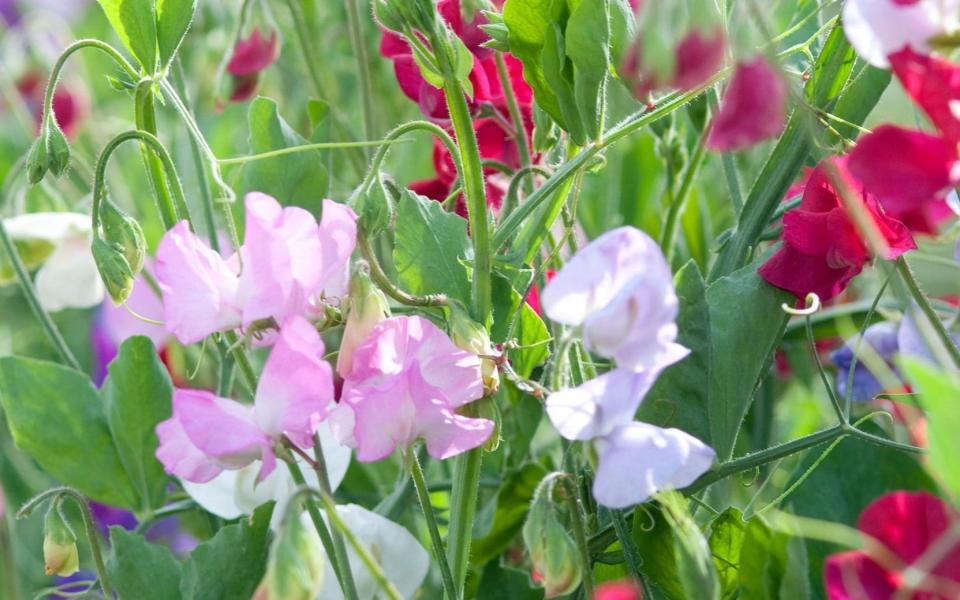 Sweetpeas in summer - www.alamy.com