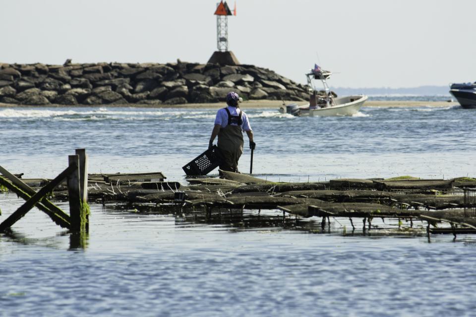 Tour a shellfish farm