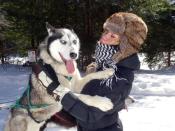 Kuscheleinlage: Die Huskys freuen sich über den Kontakt zu den Touristen. Foto: Brigitte Geiselhart