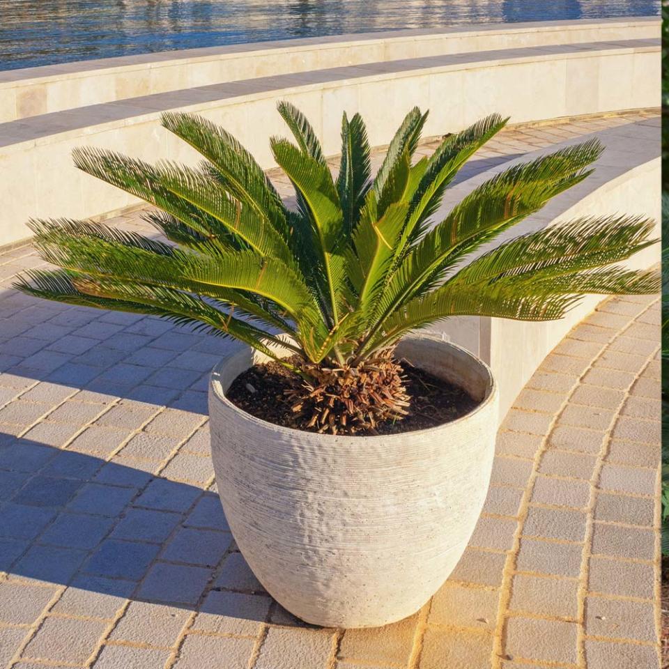 <p><a href="https://go.redirectingat.com?id=74968X1596630&url=https%3A%2F%2Fwww.fast-growing-trees.com%2Fproducts%2Fsago-palm-tree%3F_pos%3D1%26_sid%3D6ae19a7e9%26_ss%3Dr%26variant%3D13940807598132&sref=https%3A%2F%2Fwww.veranda.com%2Foutdoor-garden%2Fg60760217%2Ffront-door-plants%2F" rel="nofollow noopener" target="_blank" data-ylk="slk:Shop Now;elm:context_link;itc:0;sec:content-canvas" class="link ">Shop Now</a></p><p>Sago Palm</p><p>fast-growing-trees.com</p><p>$9995.00</p><span class="copyright">Fast Growing Trees</span>