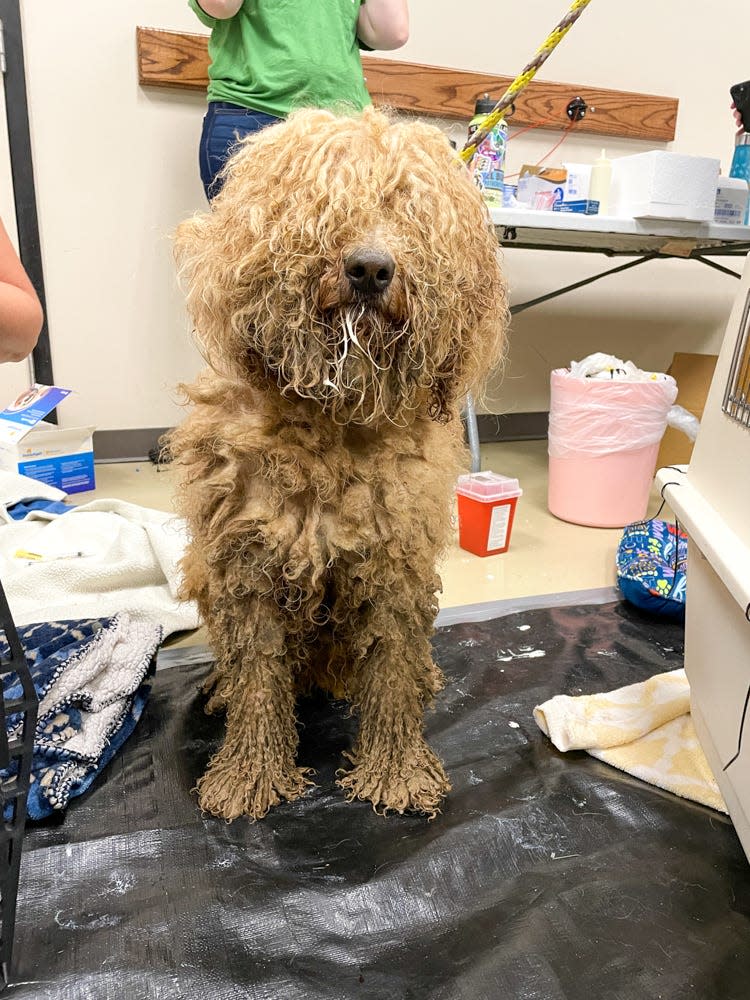 Dogs rescued Friday from Boone County, now in the care of the Animal Rescue League of Iowa