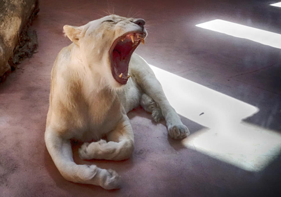 White lion Ivanna yawns