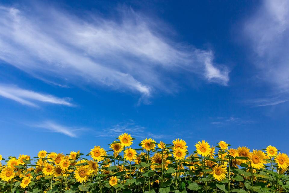 The Sunflower Field in Autaugaville, Alabama