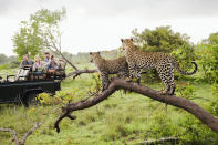 Two leopards on tree watching tourists in jeep, back view