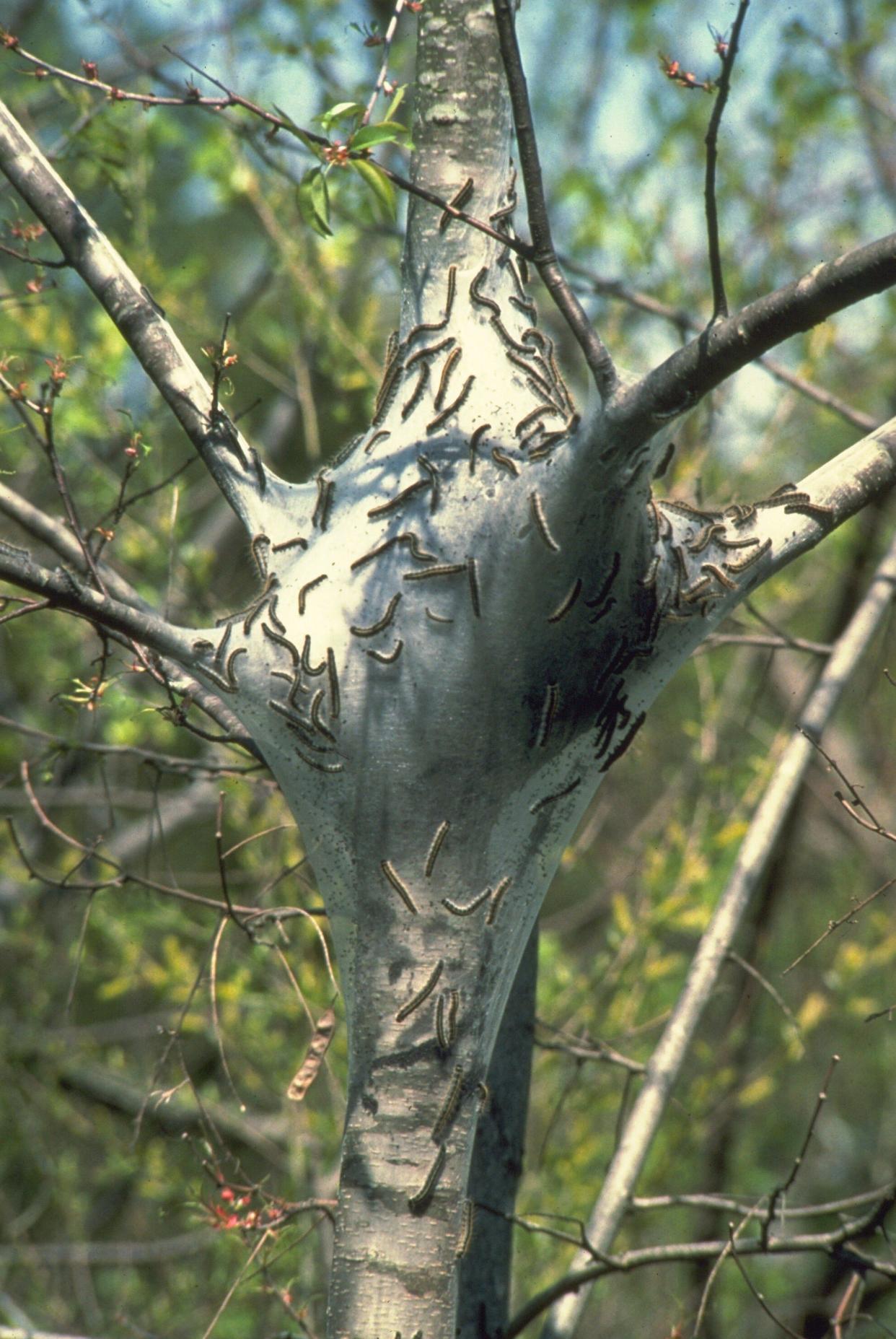 Eastern tent caterpillars spin nests that look like webs in the forks of trees.