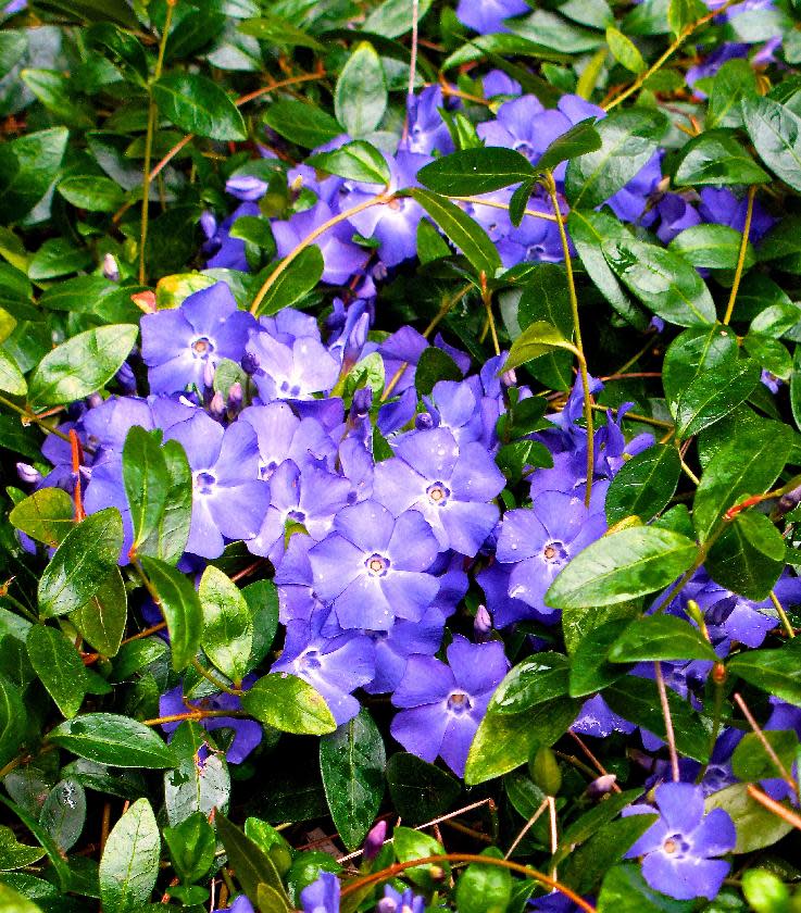 This image taken on March 20, 2013 shows Vinca minor (periwinkle or creeping myrtle), a commonly used groundcover, that prefers rich, moist soil but can tolerate poor, dry conditions and sunny exposures. This bed is growing alongside a house foundation near Langley, Wash. Beware its aggressiveness, however, and restrict its use to areas bordered by walkways or other confined spots. (AP Photo/Dean Fosdick)