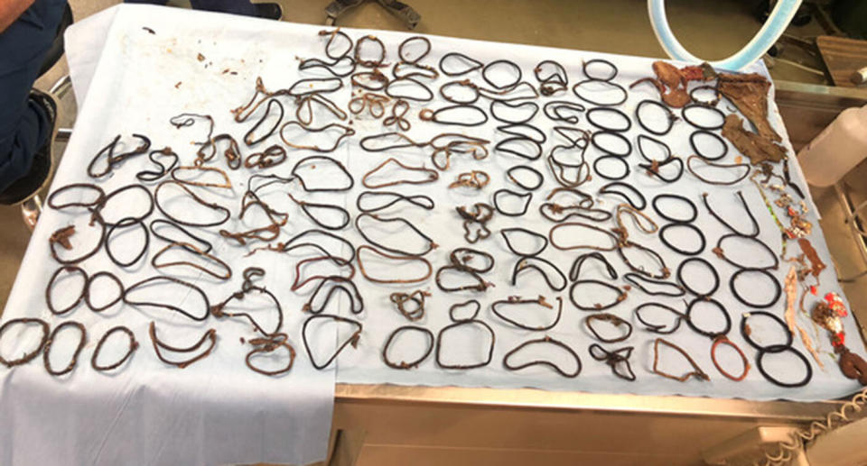 Removed from the stomach of mini goldendoodle Charlie were 117 hair ties and other household objects that almost killed him. Source: Caters
