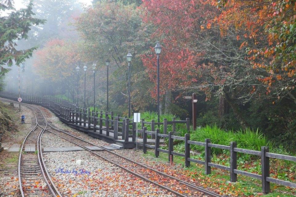 楓樹、火車軌道、仙氣山景，阿里山國家森林遊樂區秋色看點多。