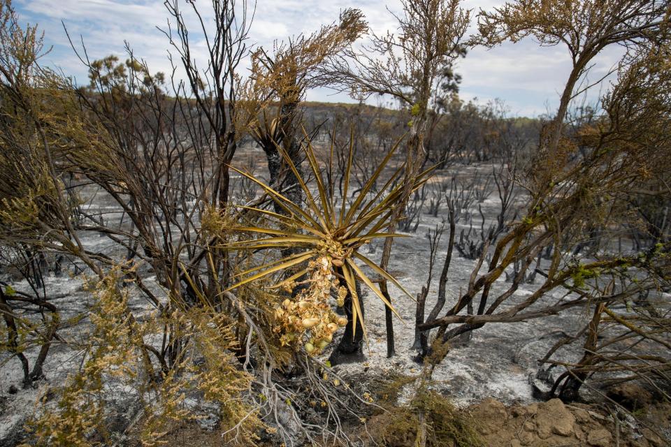 Vegetation burned during the Bonny Fire near Anza, Calif., on Saturday, July 29, 2023.
