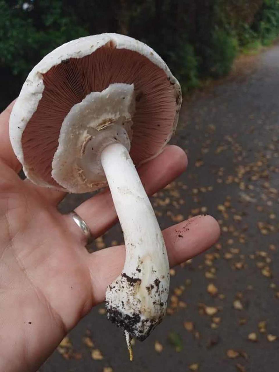 A professional forager, Lucy advises September is the month of the mushroom (Collect/PA Real Life).