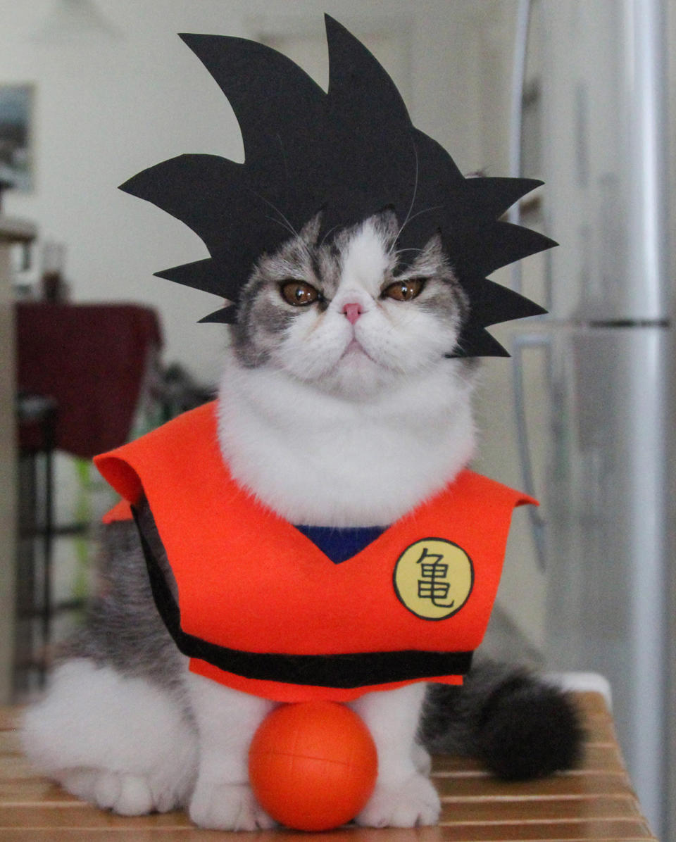 Strike a ‘paws’ – owner dresses her cats as cartoon characters and the effect is hilarious