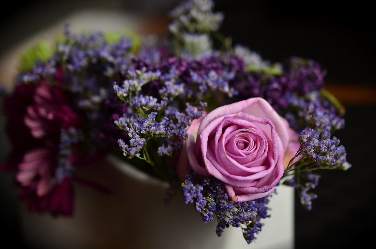 A rose flower wrapped in lavender in a pot.