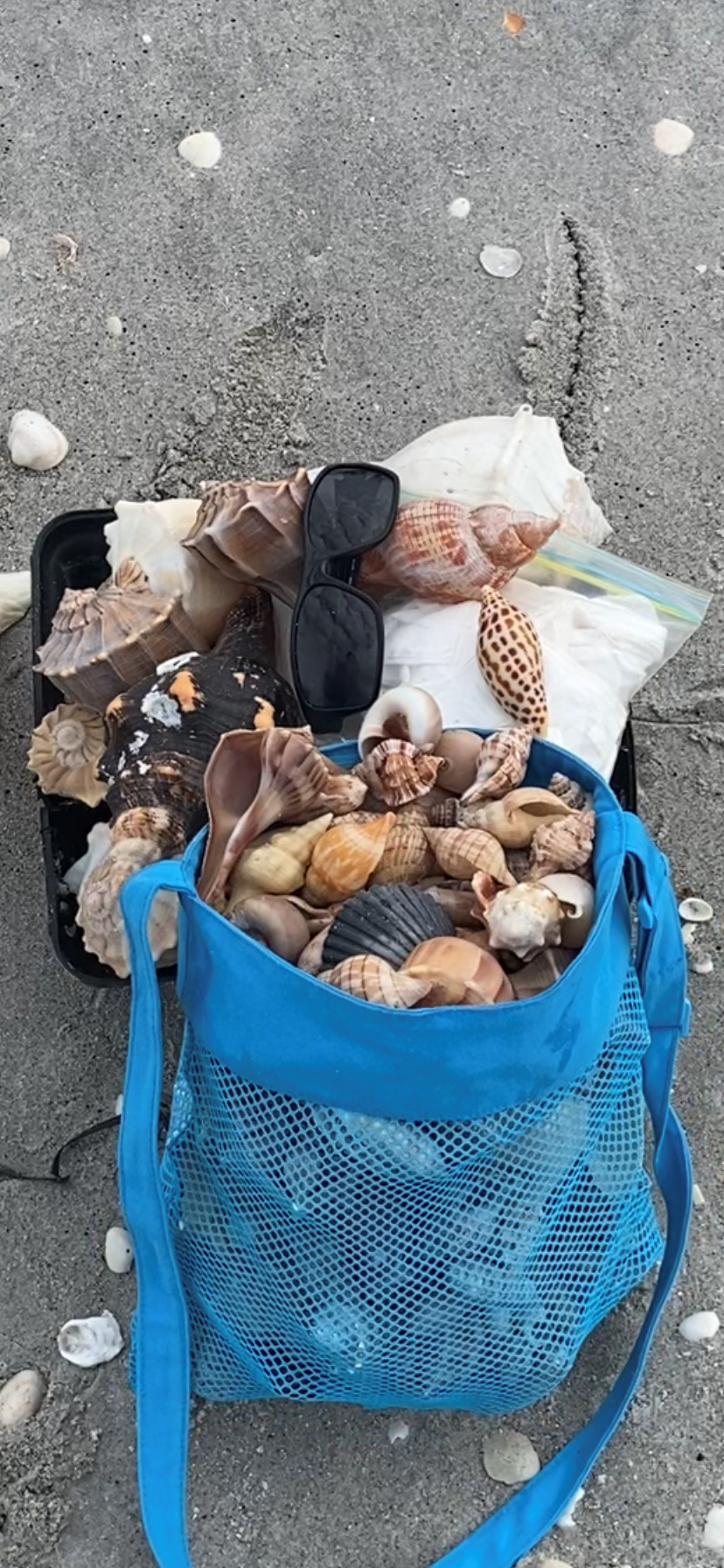 Here is the shells Johnnie Ennis found the day he finally added a rare junonia shell to his collection. The junonia is on white cloth at the top of the blue bag.