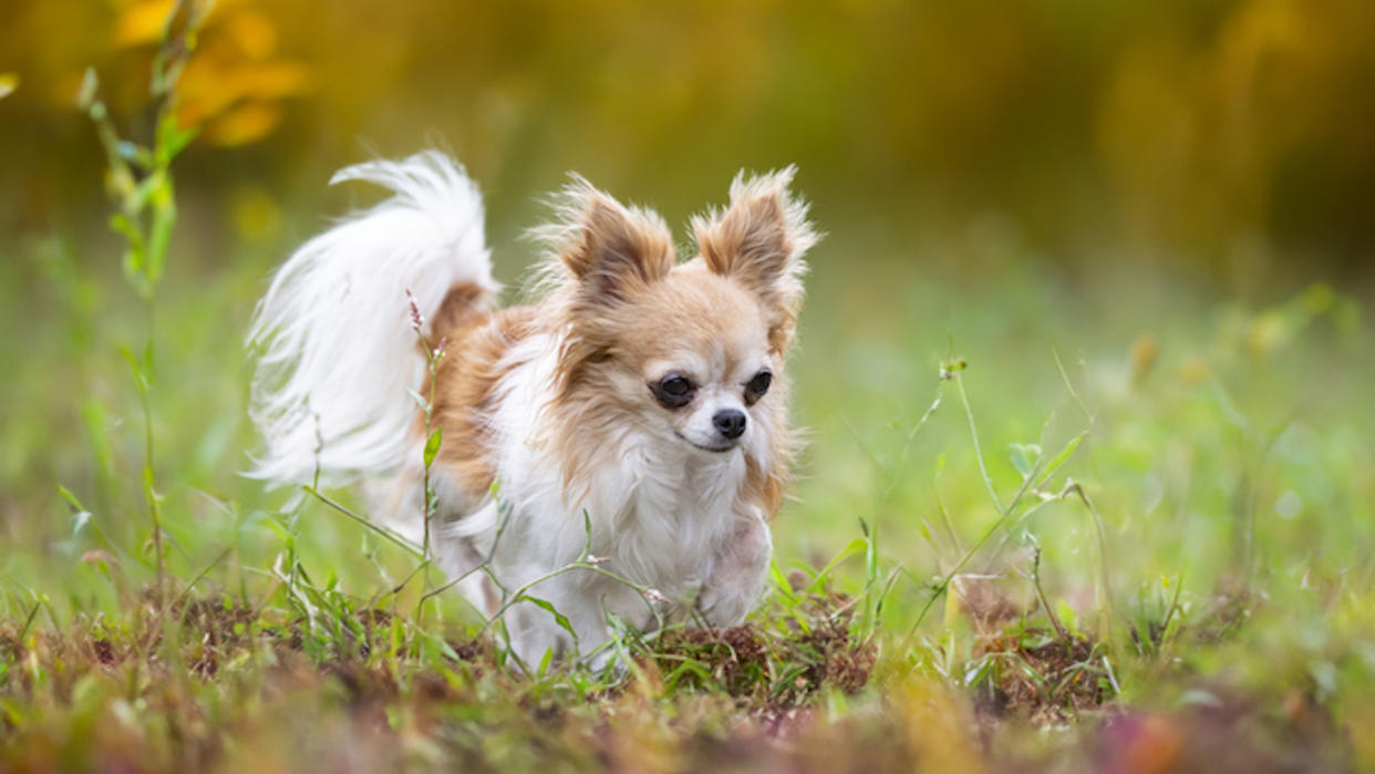 Long coated Chihuahua running in field